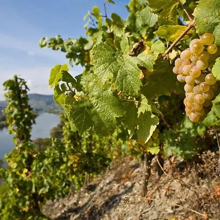 Дом отдыха Muehlenhof - Riesling